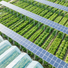 Zestawy panelu słonecznego systemu słonecznego systemu rolniczego dla PV System montażu mocy słonecznej farma energii słonecznej